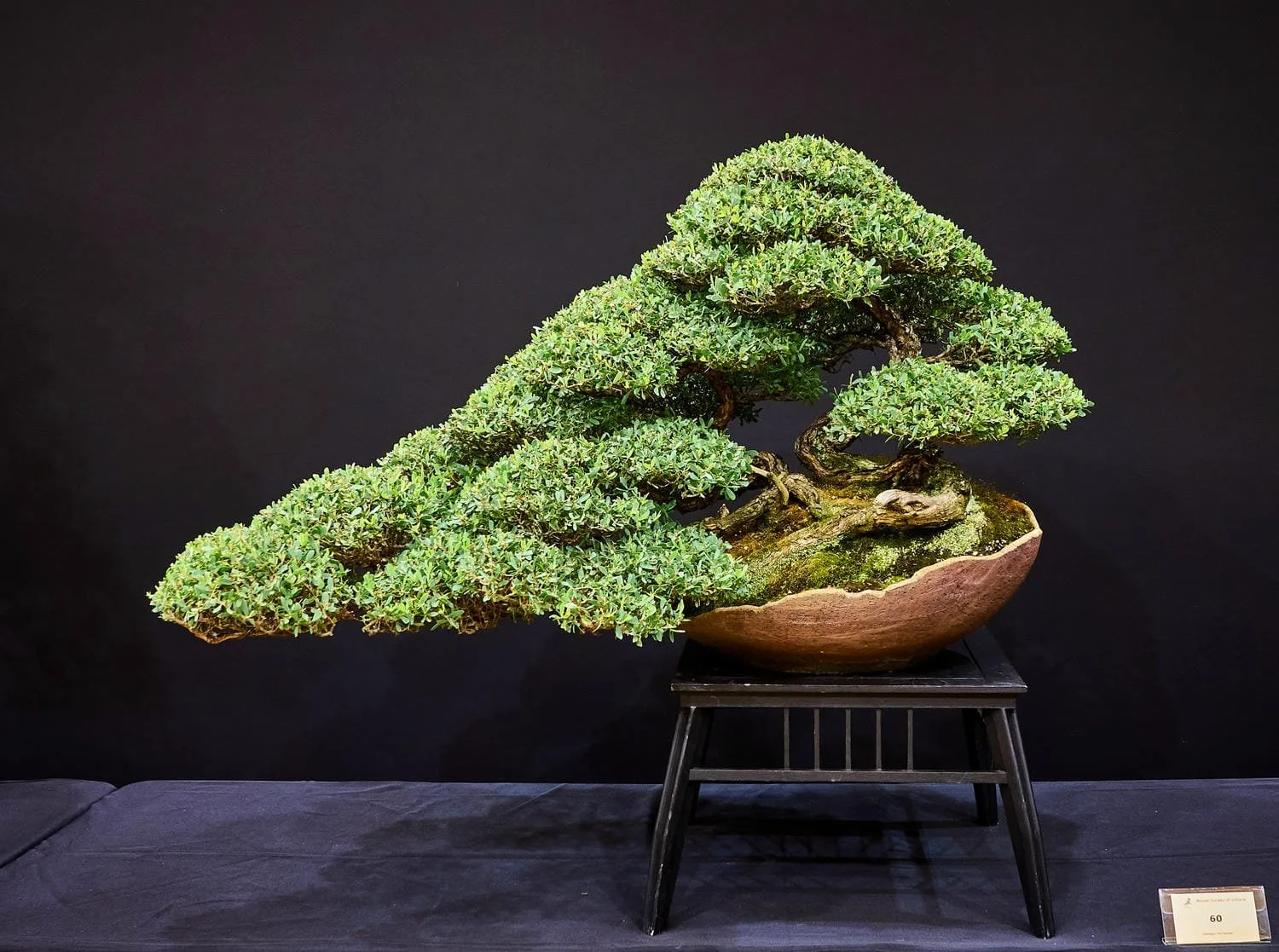People's Choice Award Winner: Quentin Valentine - Coastal Tea Tree (Gaudium laevigatum) - Reminiscent of a wild coastline.