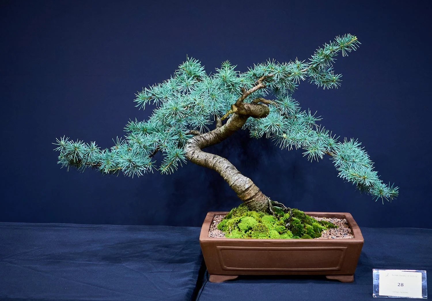 Blue Cedar (Cedrus deodara 'glacier') - Purchased as a 16 year old pre-bonsai four feet tall and then worked as informal upright style for another 10 years.