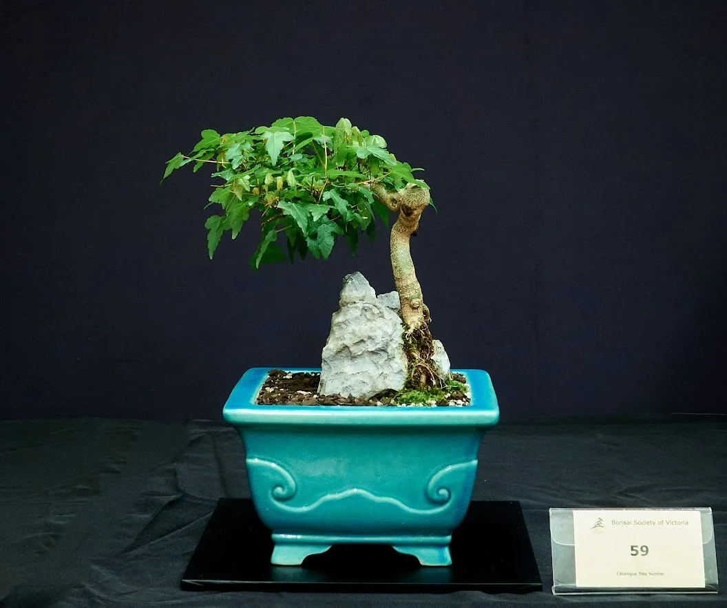 Trident Maple (Acer Buergerianum) - Root over rock style started in 2020 by 10 year old member. Potted in bonsai pot 2023.