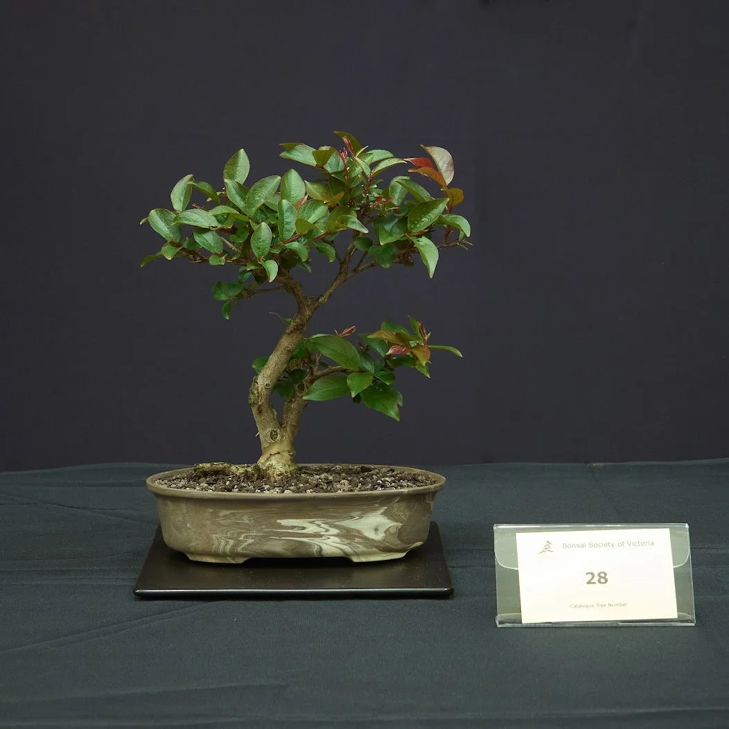 Crepe Myrtle (Lagerstroemia) - Nursery stock. Cut down to develop as shohin. Repotted in handmade pot 2022.