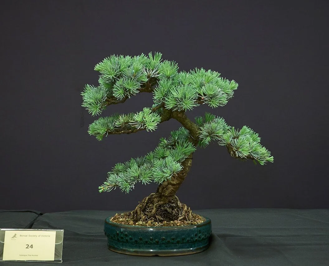 Blue Atlas Cedar (Cedrus Atlantica Glauca) - Purchased as nursery stock in 2015. Cut down to train as shohin style.