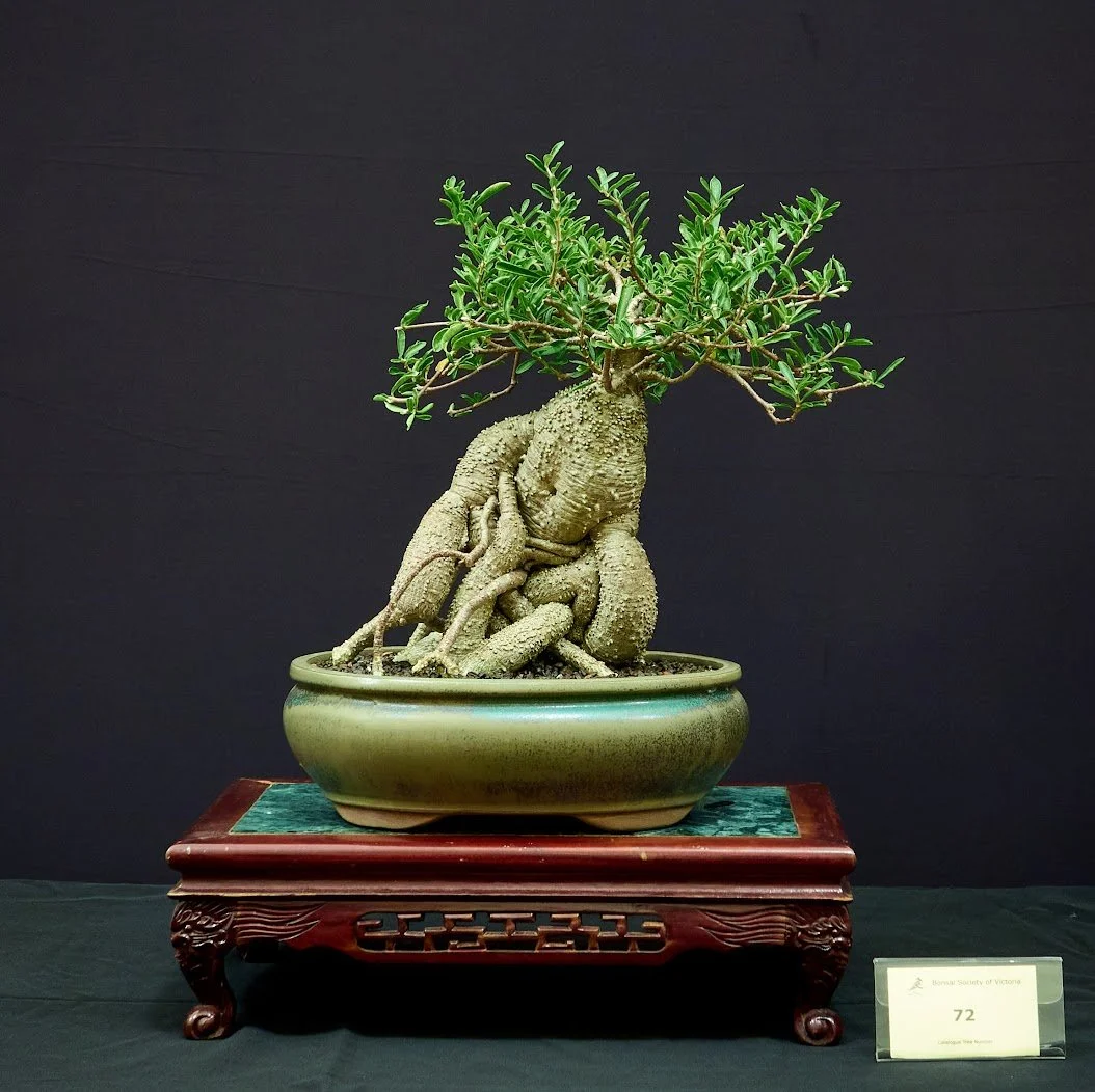 Hottentot Bread (Fockea Edulis) - Caudiciform succulent. Edible. 15 years old.