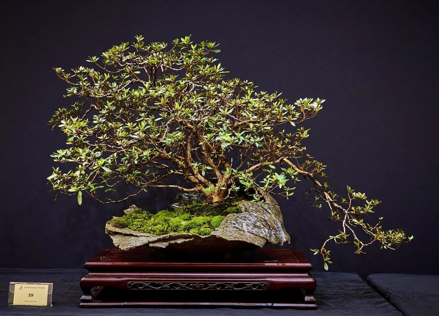 Azalea (Satsuki, 'Osakazuki') - Allowed to grow on to maximise the size and quality of the branches including placement to maximise beauty during flowering.