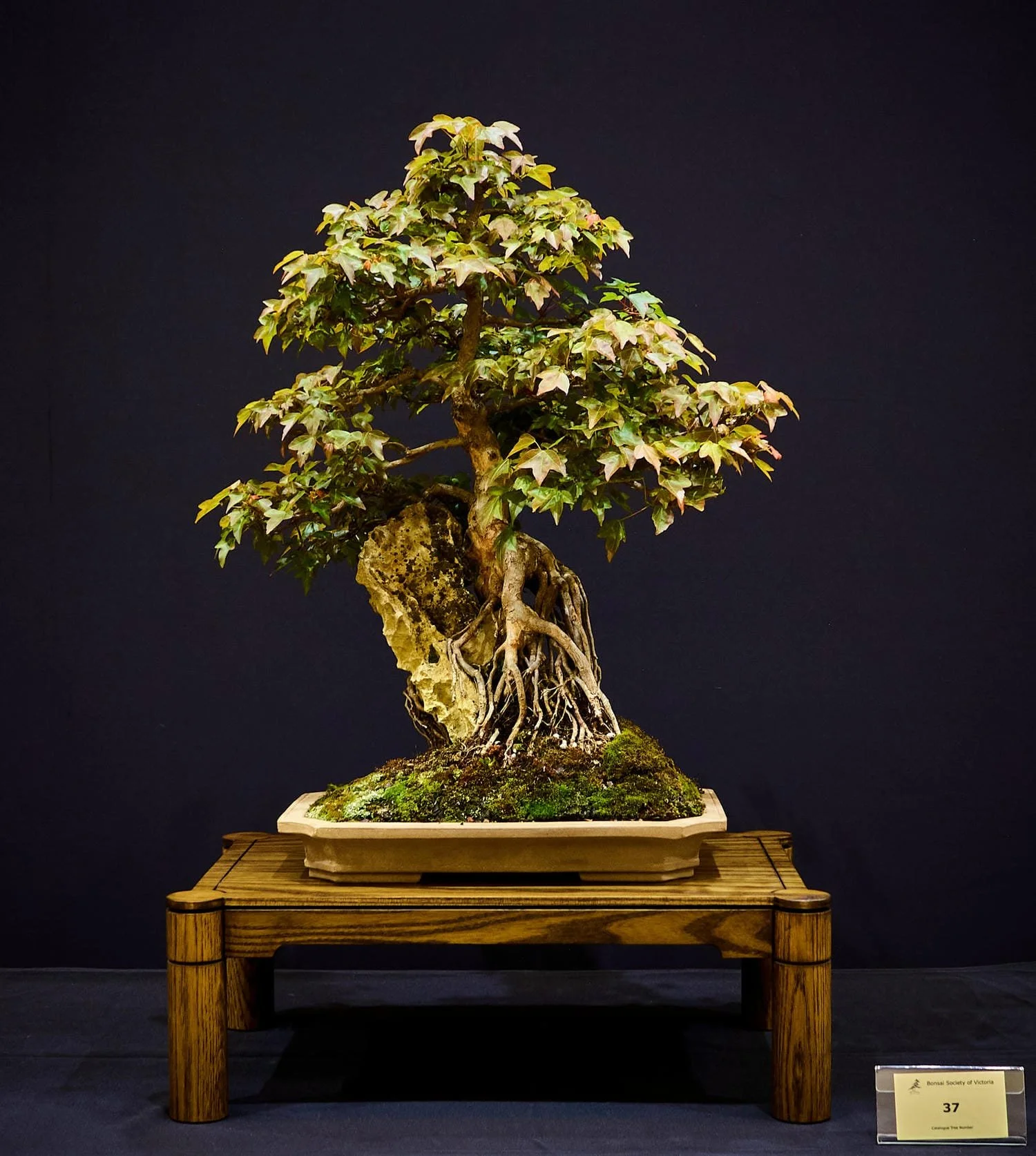 Trident Maple (Acer buergerianum) - Root over rock style. Grown from seeds given out to members in 1979.