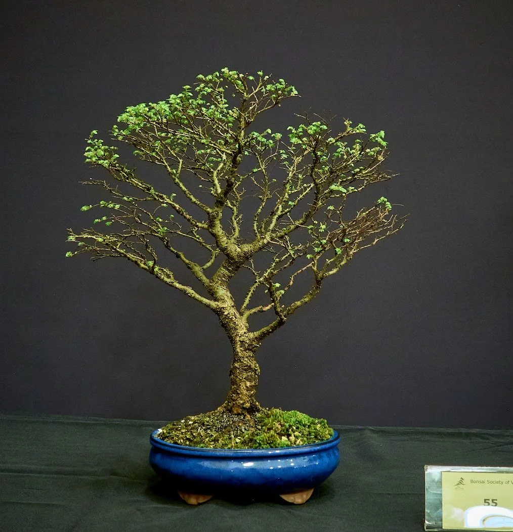 Chinese Elm (Ulmus Parvifolia "Seiju") - Small informal style grown in colander for about 10 years.