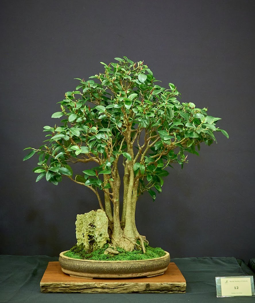 Port Jackson Fig (Ficus Rubiginosa) - Grown from base of single tree in 2000 as clump style.