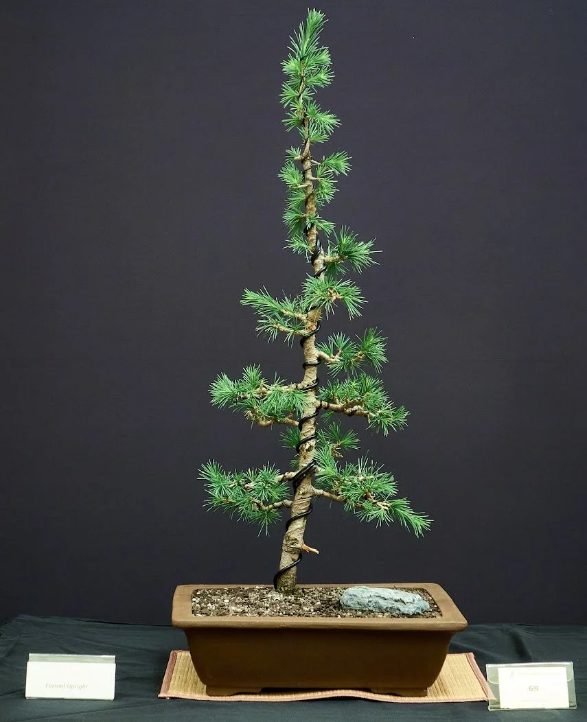 Atlantic Cedar (Cedrus Atlantica) - Styled as formal upright from nursery stock at 2018 BSV Novice Program.