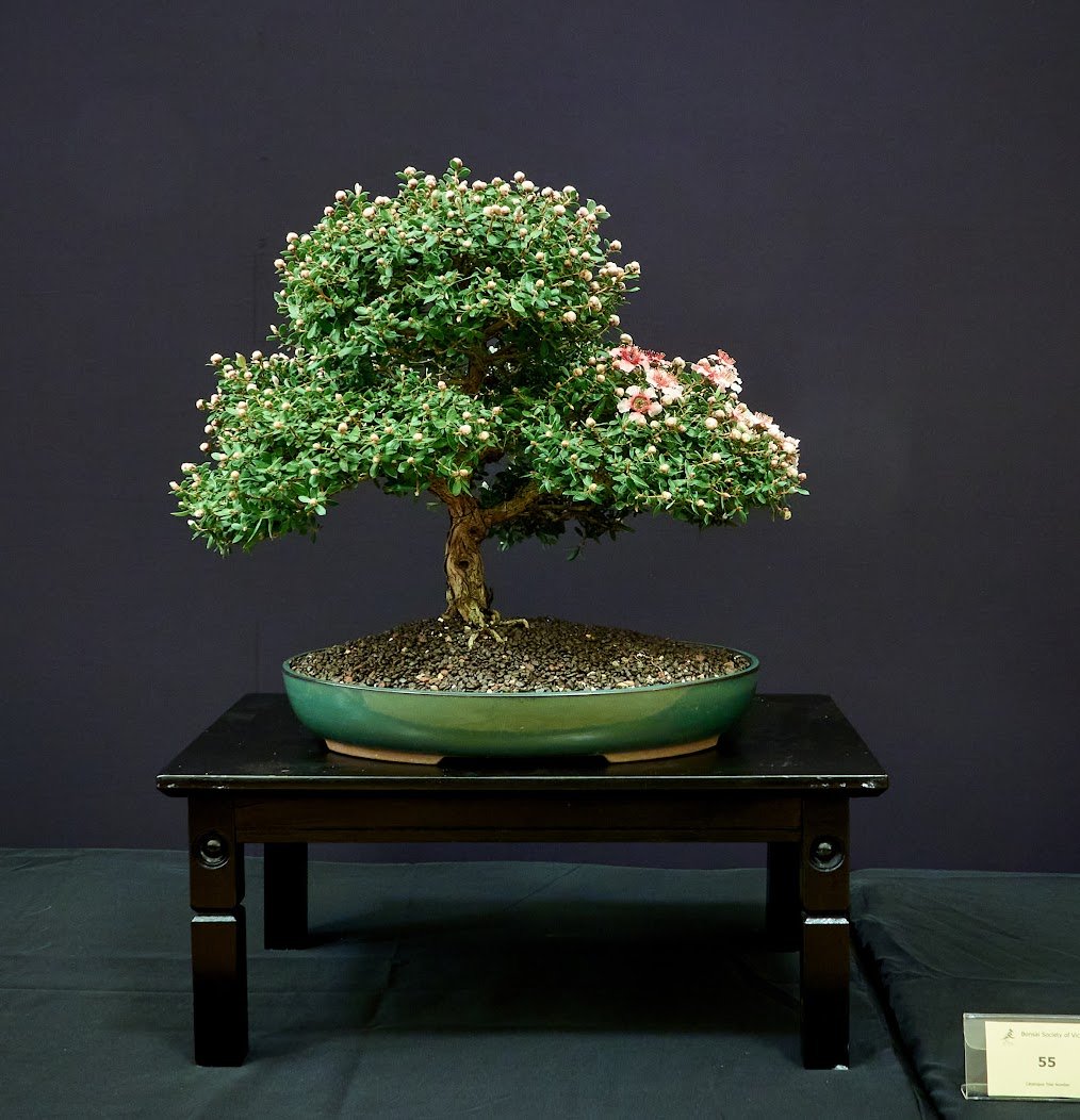 Tea Tree (Leptospermum sp. "Mesmeryes") - Produced by cross breeding 3 leptospermum species to achieve large colourful flowers.