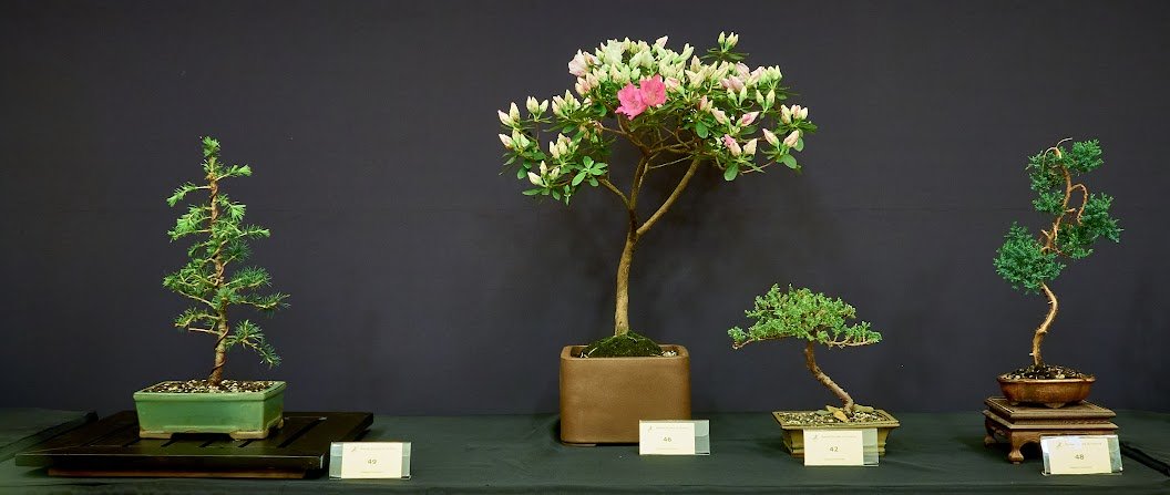 (Left to Right) Cedar (Cedrus Atlantica) - Stock from 2021 BSV Novice Program. 4–5 years old.

Azalea (Rhododendron Shian) - Grown for canopy of flowers. 15 years old.

Juniper (Juniperus) - First bonsai. Birthday present about five years ago.

Junip