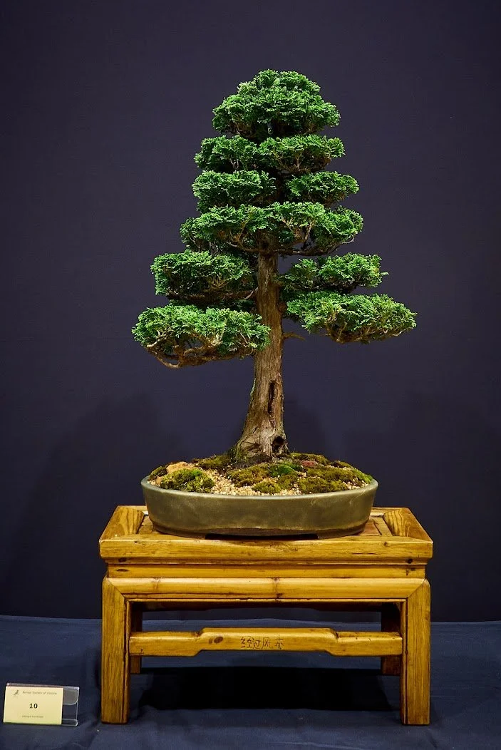 Hinoki Cypress (Chamaecyparis Obtusa) - Ground grown for 8 years. Grown as a bonsai for 20 years.