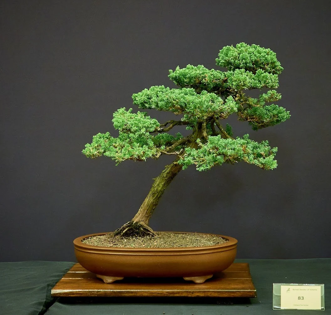 Juniper (Juniperus Squamata) - Grown from small tree taken about 16 years ago.
