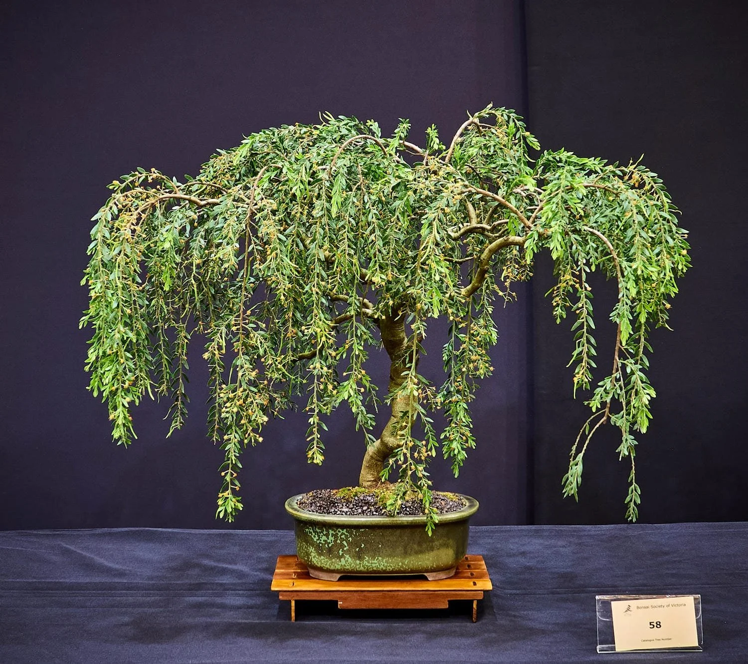 Sticky Wattle Prostrate (Acacia howittii prostrate) - Grown from a demo cutting in 2013. Waterfall styling. Recently flowered.