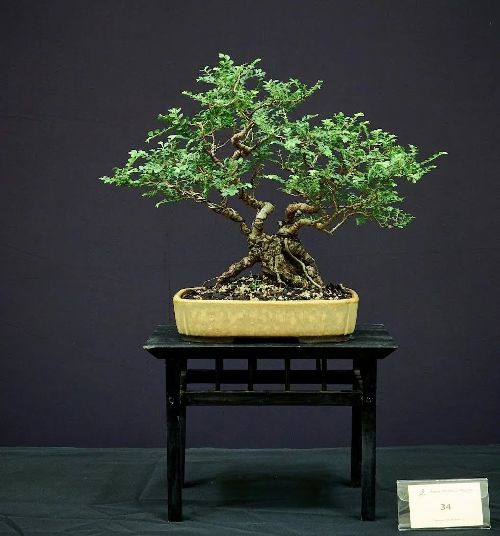 Chinese Elm (Ulmus Parvifolia "Seiju") - Yamadori acquired 2017 in English Walsall pot.
