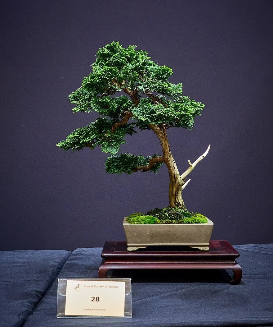 Hinoki Cypress (Chamaecyparis Obtuse) - Informal upright style developed over 3 years. In Shibakatsu pot.