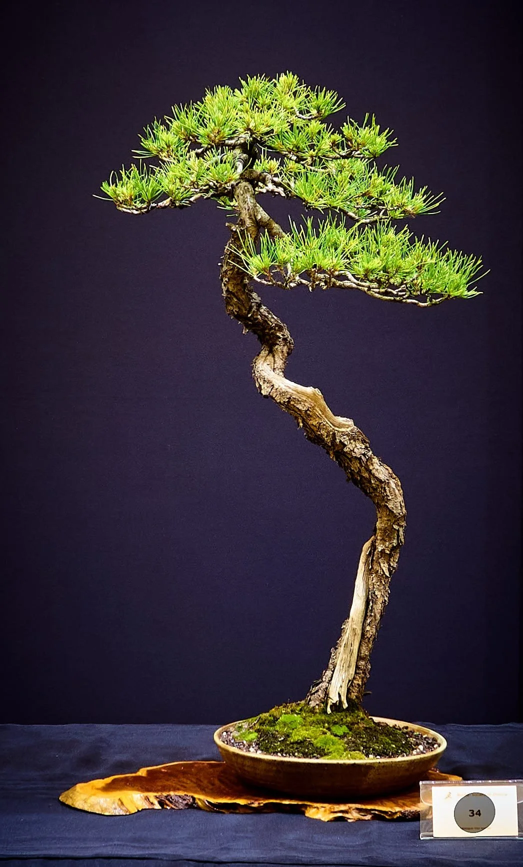 Radiata Pine (Pinus radiata) - Literati style bonsai created over the last 30 years.