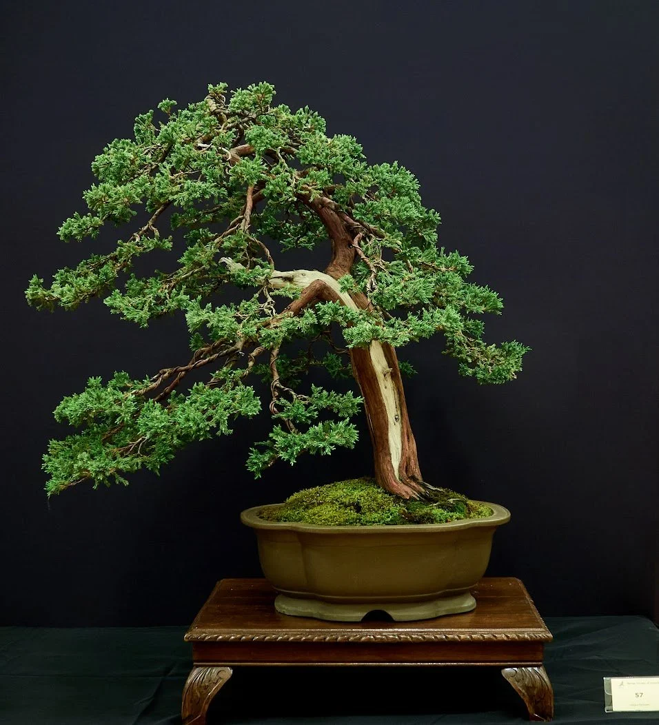Himalayan Juniper (Juniperus Squamata) - Large old juniper has had several design changes over 40 years.