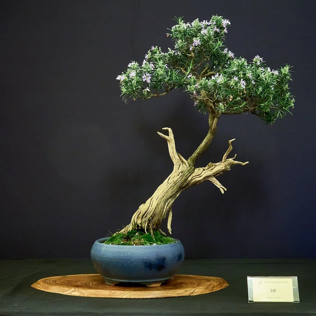 Rosemary (Salvia Rosmarinus) - Deadwood contrasted by purple flowers in spring.