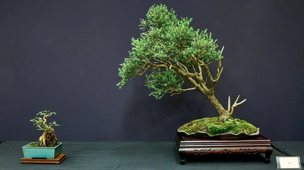 Mountain Burgan (Kunzea Peduncularis) - Collected tree (yamadori) and trained as a bonsai for over 10 years.