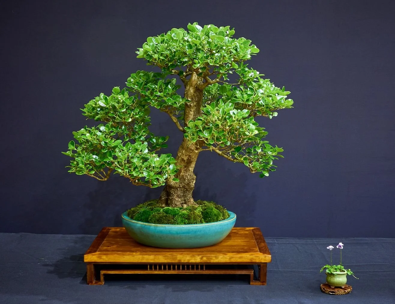 P1330800 1_compressed.jpg