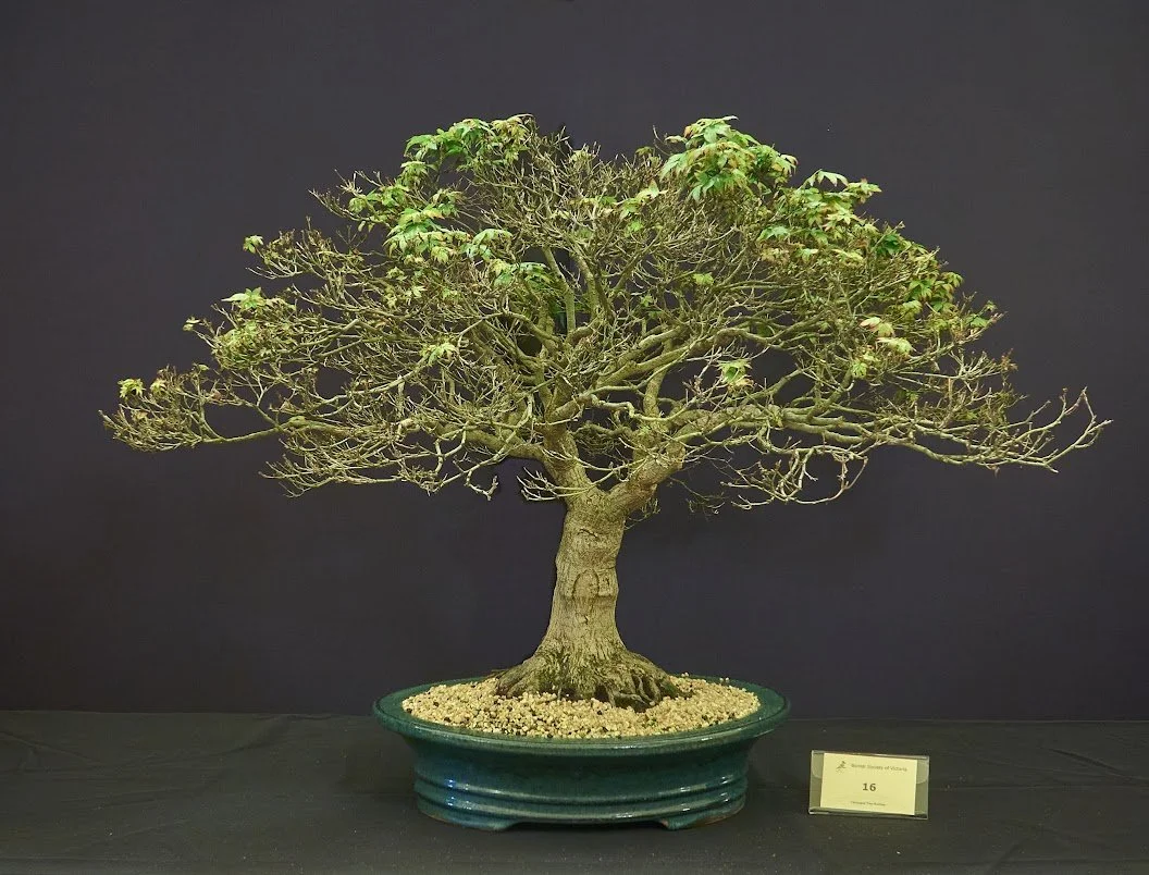 Japanese Maple (Acer Palmatum "Murasaki Hime") - Known for its small leaf. Nursery stock purchased 1999.