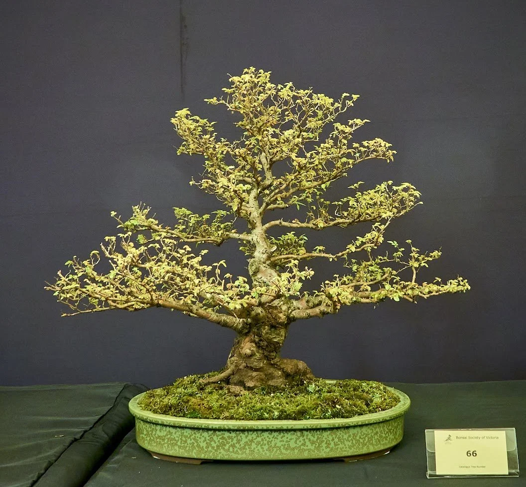Chinese Elm (Ulmus Parvifolia) - Informal upright. Seed grown, 30 years.