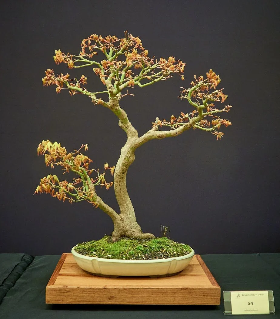 Maple (Acer Palmatum) - Twin trunk obtained by layering two trees. Purchased 6 years ago.