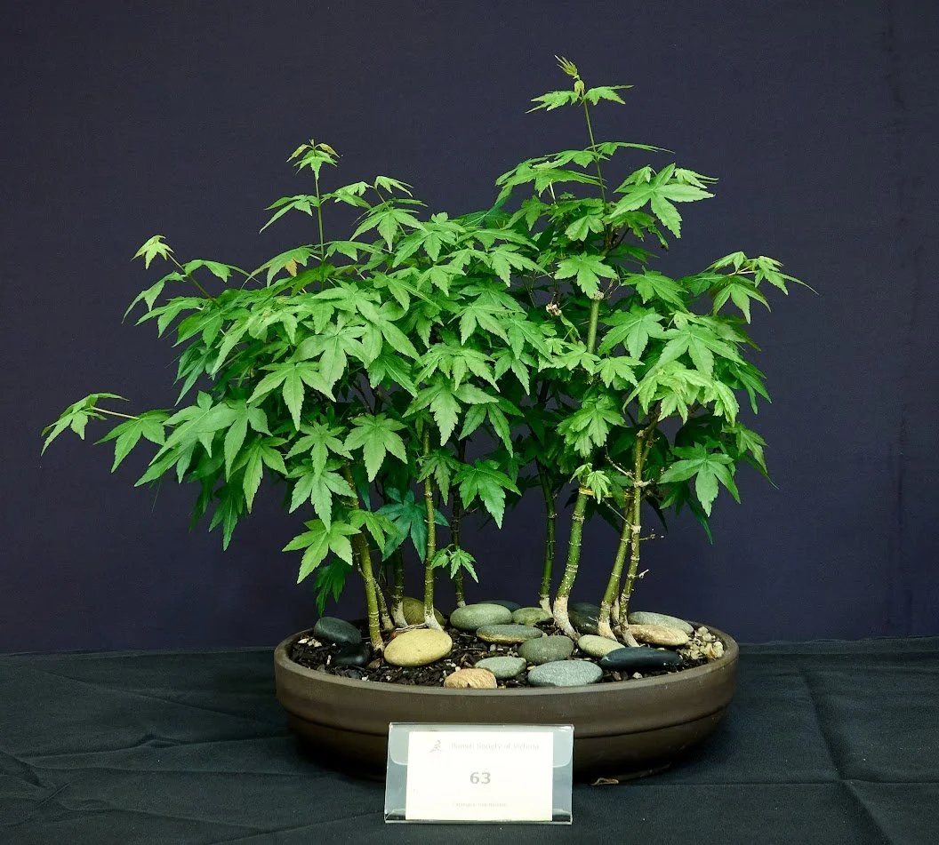 Japanese Maple (Acer Palmatum) - Forest grown from seedlings 6 years ago. In this pot for 2 years.