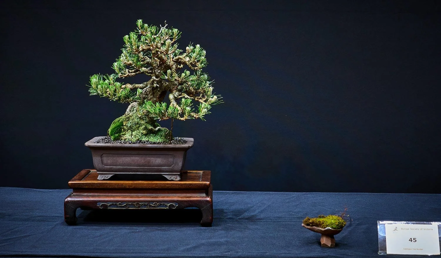 Japanese Black Pine (Pinus thunbergii) - Grown from seed in 1980. Redesigned and developed the finer branch structure over the last 5 years.