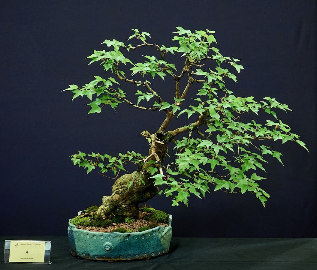 Trident Maple (Acer Buergerianum) - Semi cascade style with extensive carving. 40 years.