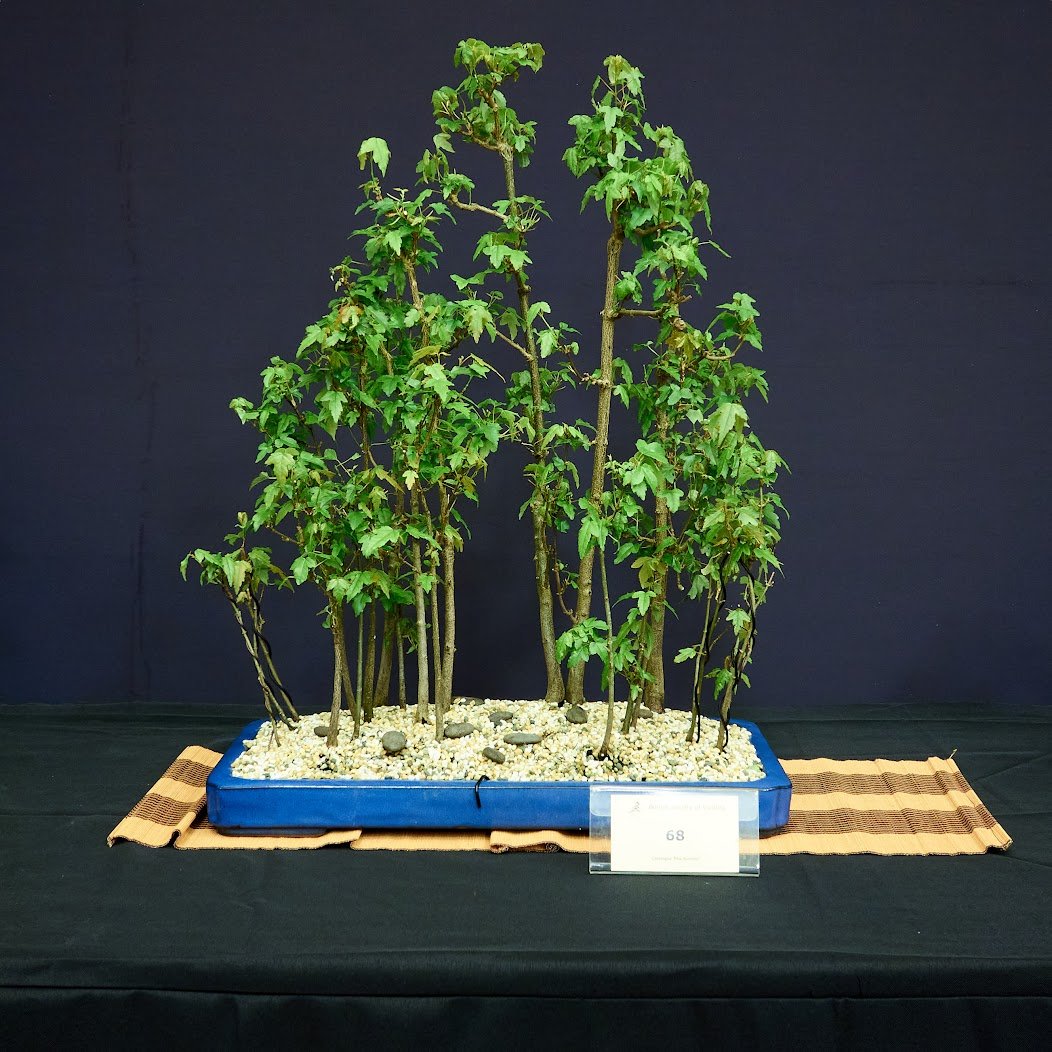 Trident Maple (Acer Buergerianum) - Forest planting created in 2002. Repotted 2023.