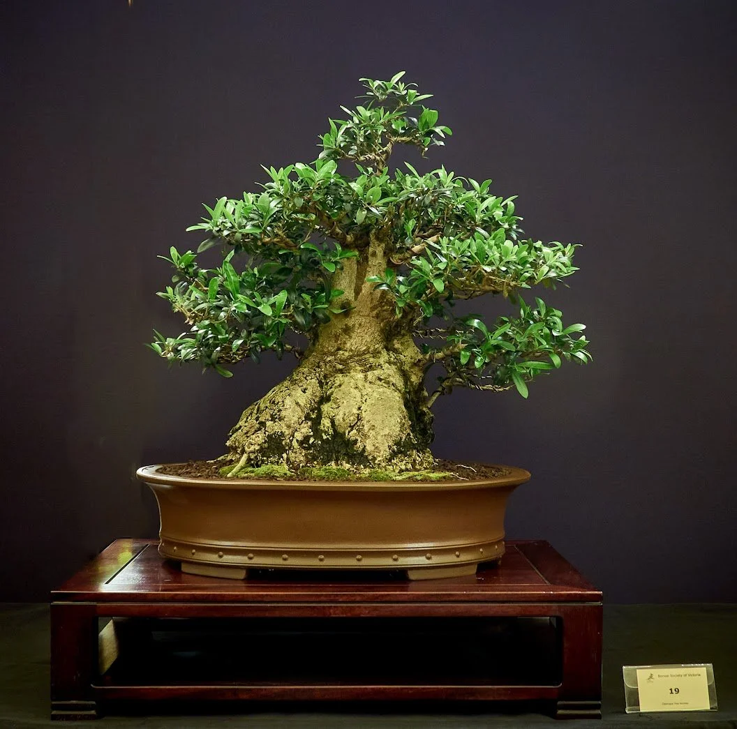 Olive (Olea Europaea) - Collected as large tree in 1998. Cut down and regrown.
