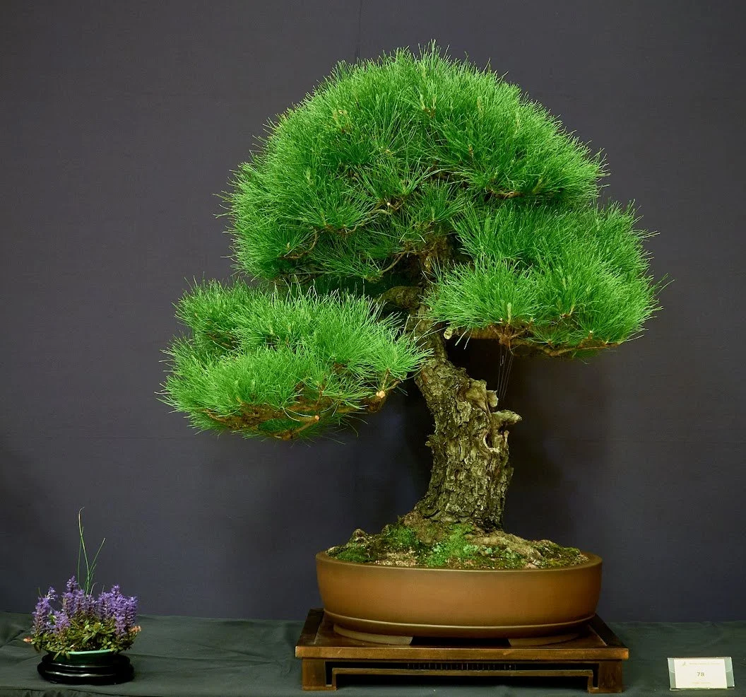Radiata Pine (Pinus Radiata) - Yamadori collected. Trained as bonsai for 20 years.