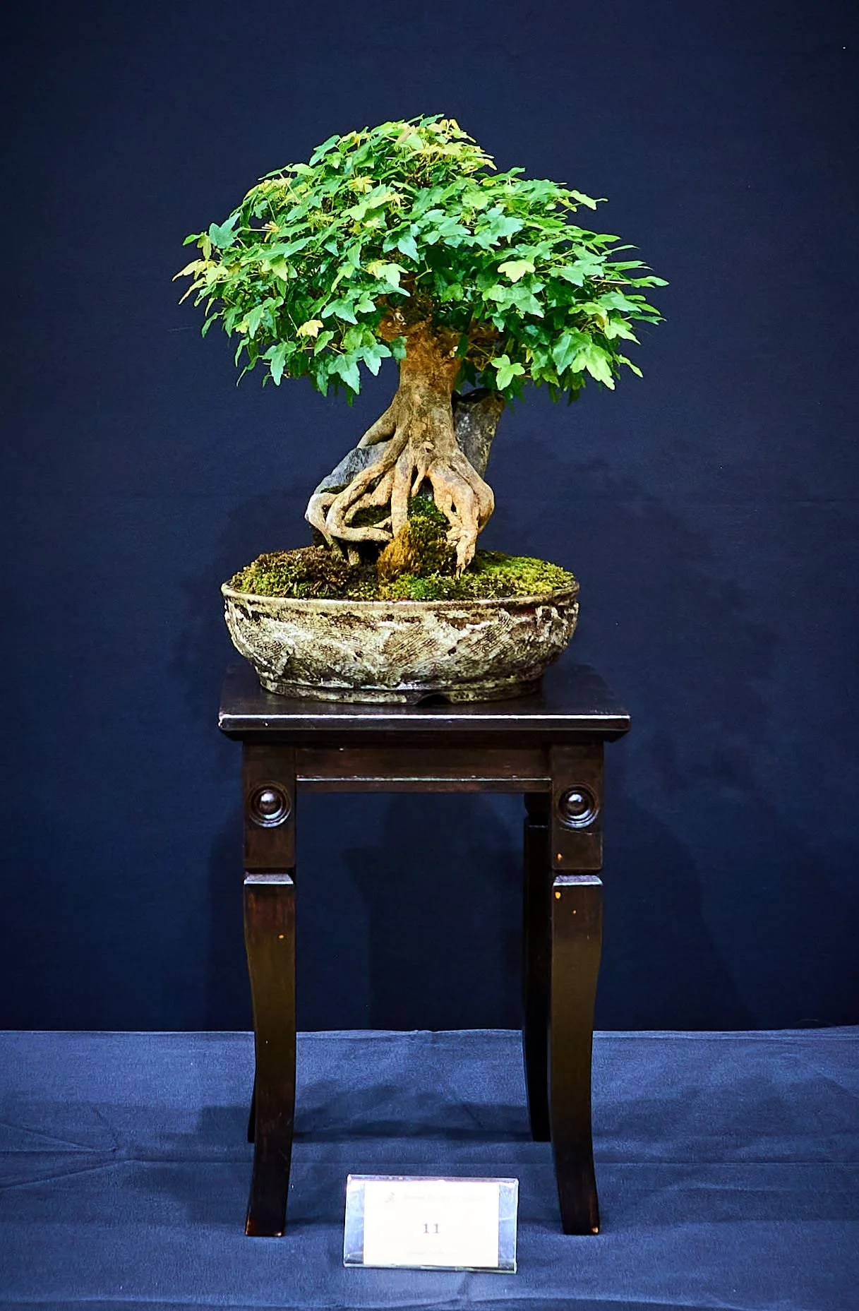 Trident Maple (Acer buergerianum) - Old root over rock planting exhibiting wonderful root character.