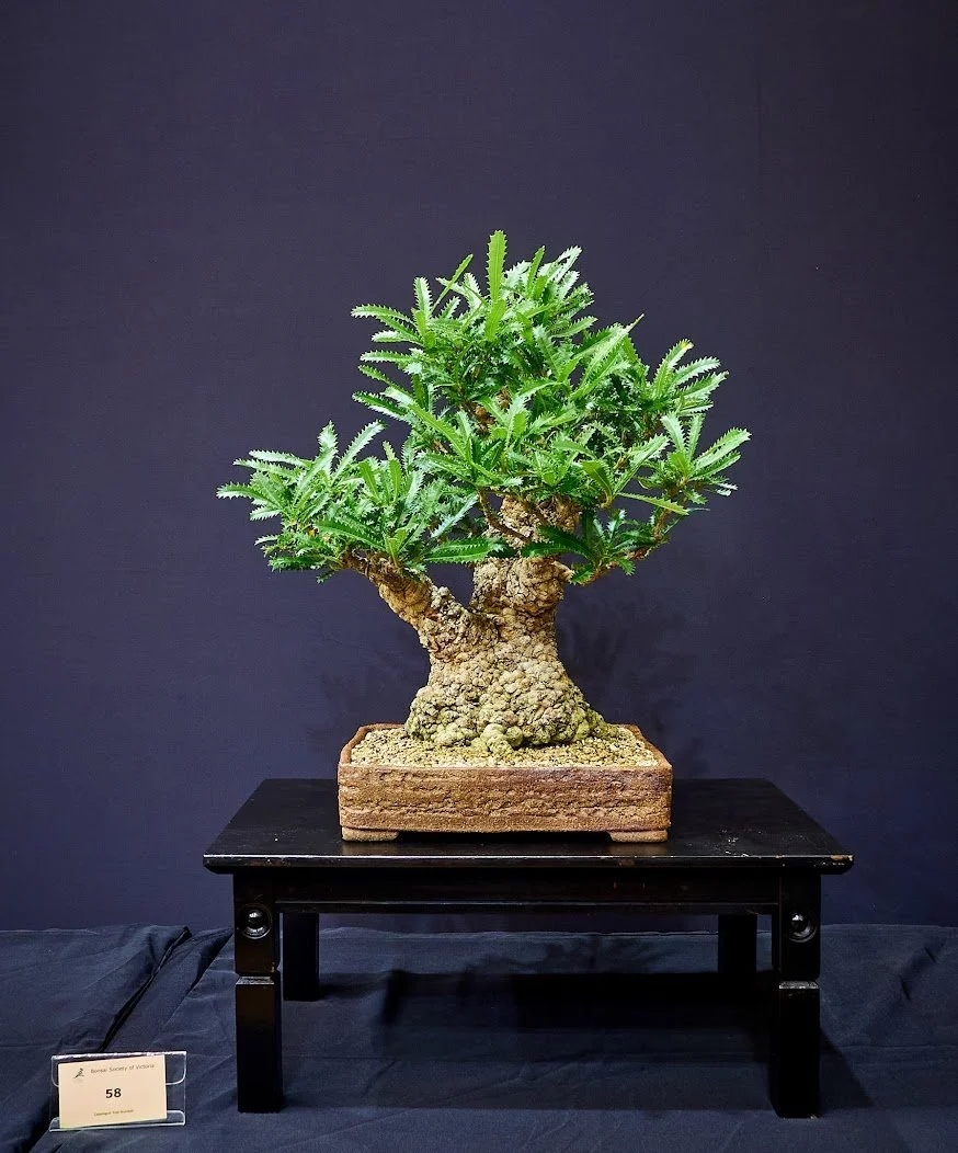 Old Man Banksia (Banksia Serrata) - Thick trunks and wrinkled bark give aged look achieved in relatively short time.