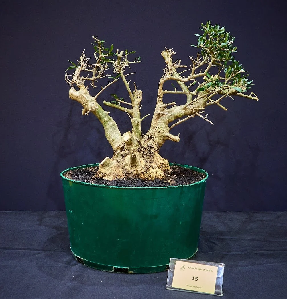 Common Olive (Olea Europaea) - Dug from a National Park in SA with permit on a dig with the SA Bonsai Society, August 2024.