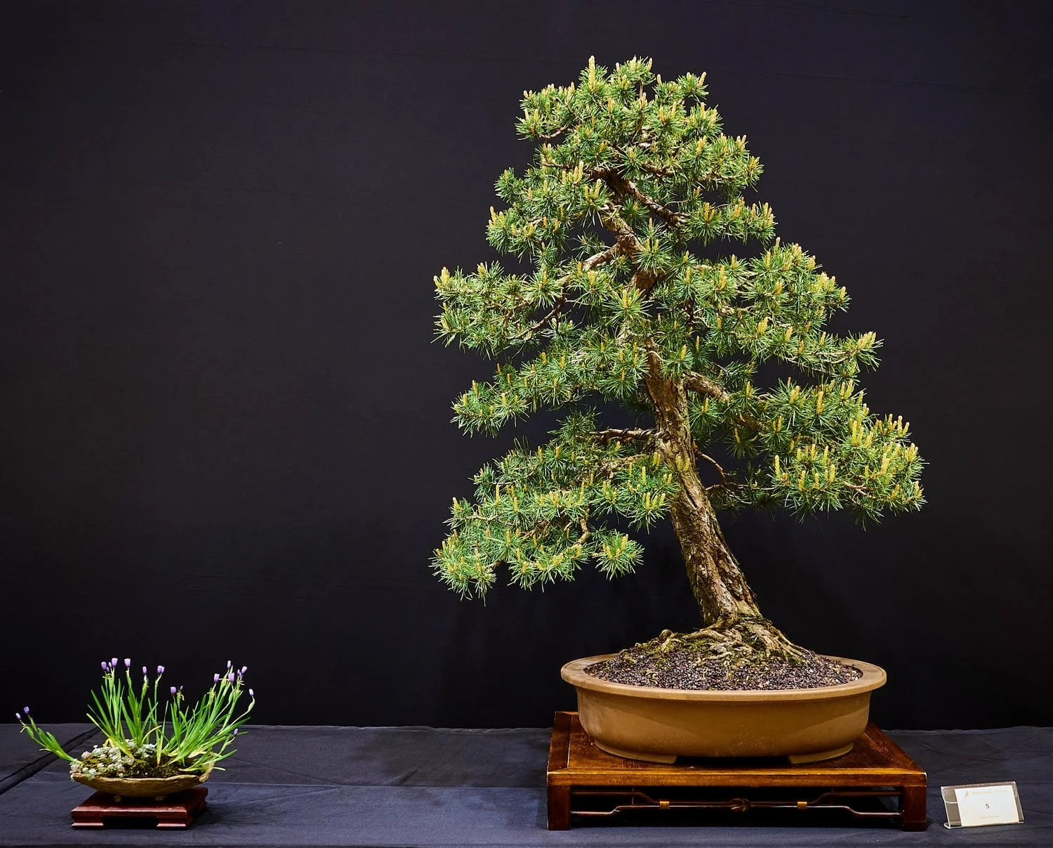 Scots Pine (Pinus sylvestris) - Native to Europe, this old tree has naturally short needles which make it highly suitable for bonsai.