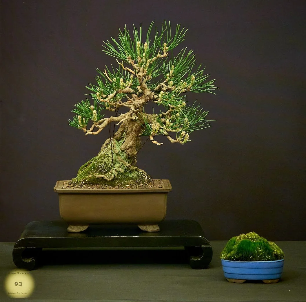 Black Pine (Pinus Thunbergii) - Informal upright style. Planted from seed 42 years ago.