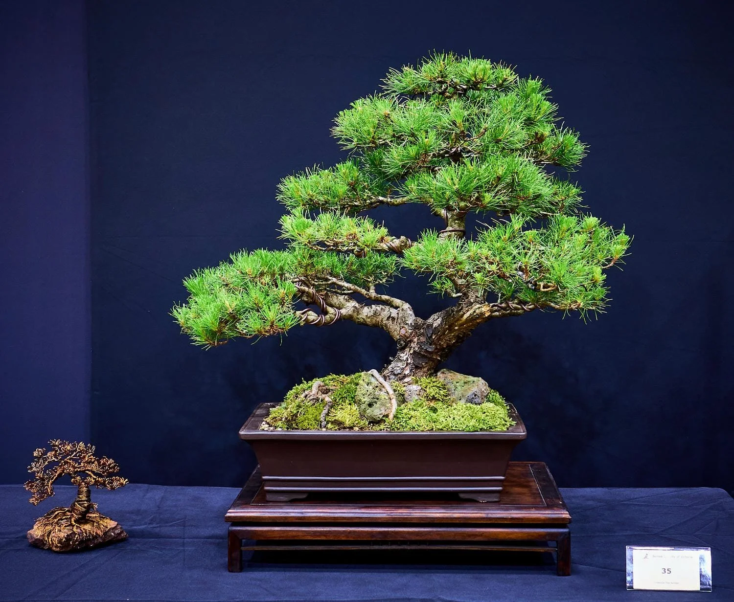 Radiata Pine (Pinus radiata) - Dug 2012. Styled with Chris Danola.