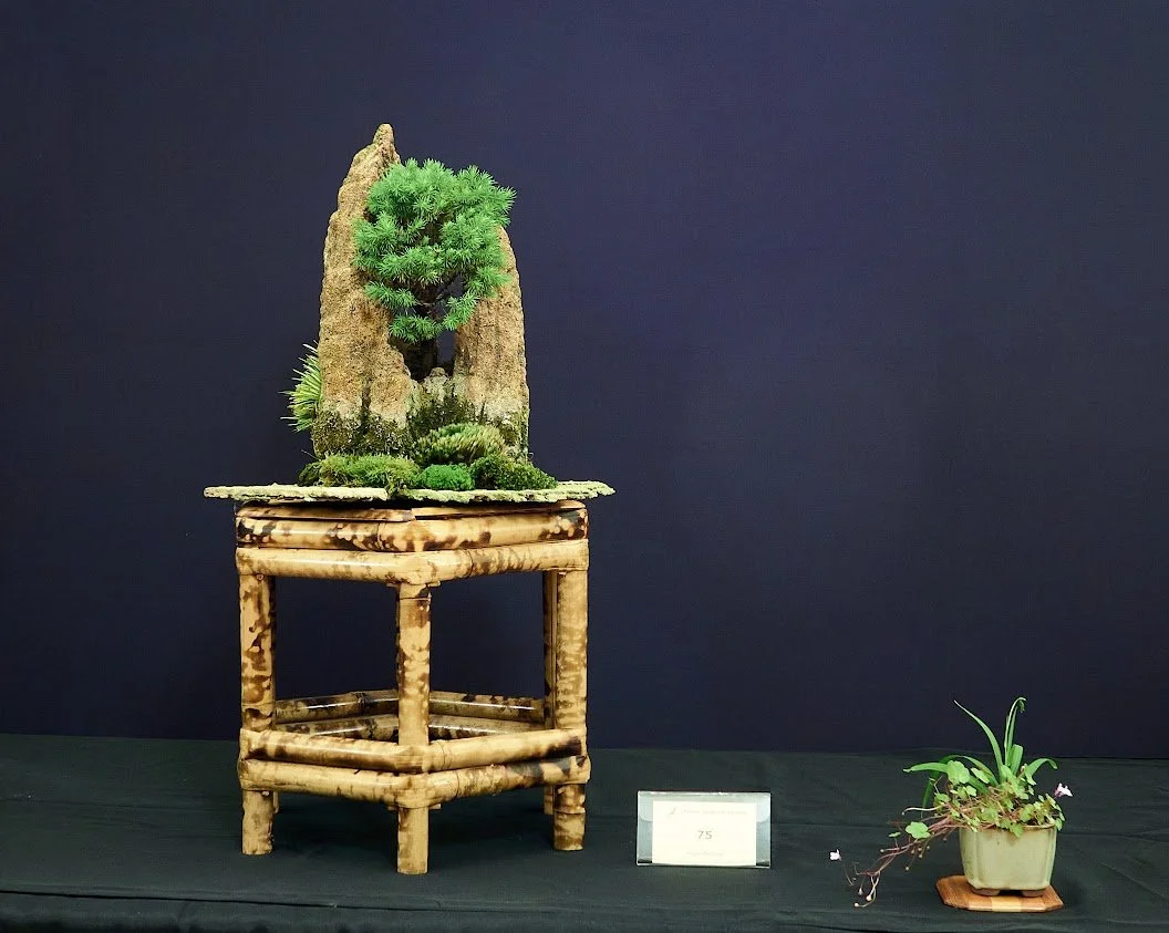 Black Spruce (Picea Mariana Nana) - Mountain. North American species planted in 2015.