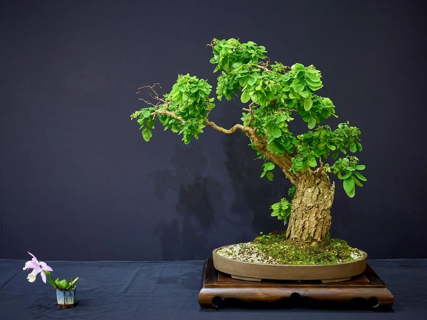 P1330799 1_compressed.jpg