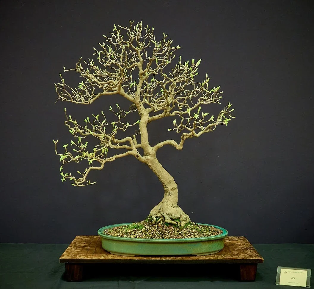 Montpellier Maple (Acer Monspessulanum) - Mediterranean native. About 45 years.