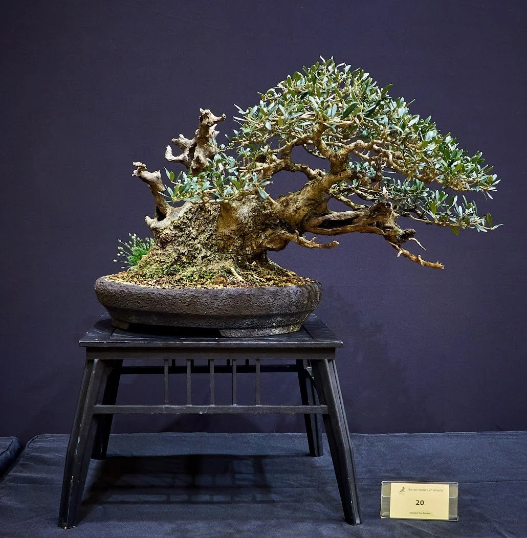 Common Olive (Olea Europaea) - Collected olive in 2018. Shaping began in September 2019.