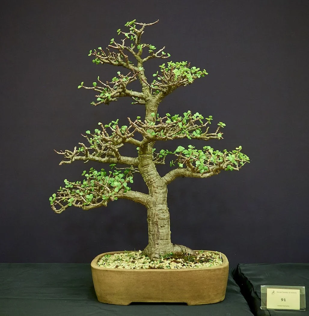 Jade (Crassula) - Gifted by family member 20 years ago. Divided into two bonsai trees.