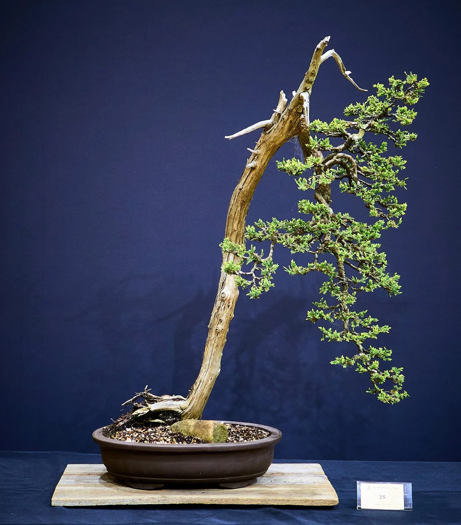 Juniper (Juniperus) - Styled by Hirotoshi Sato around 2008.
