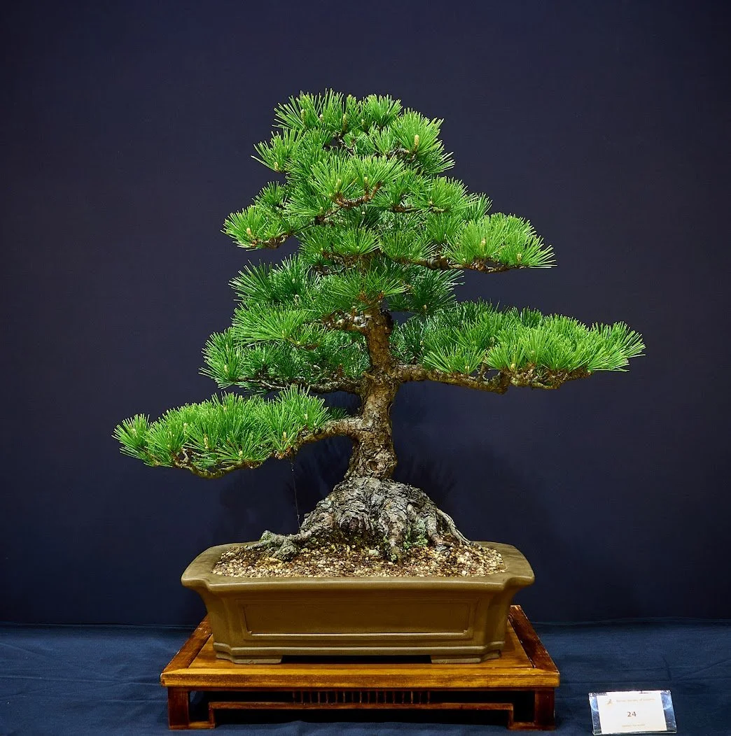 Japanese Black Pine (Pinus Thunbergii) - Nursery stock 20 years ago.