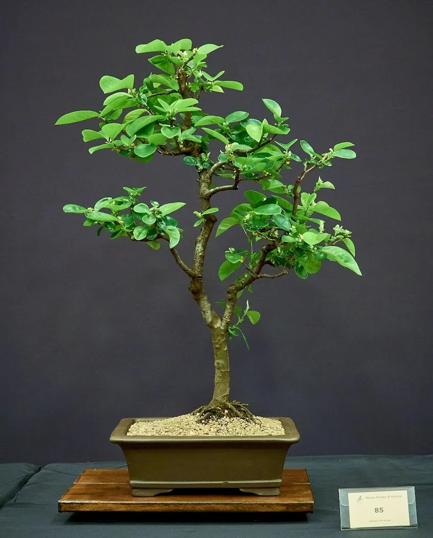 Chinese Quince (Pseudocydonia Sinensis) - Grown from small tree taken about 8 years ago.