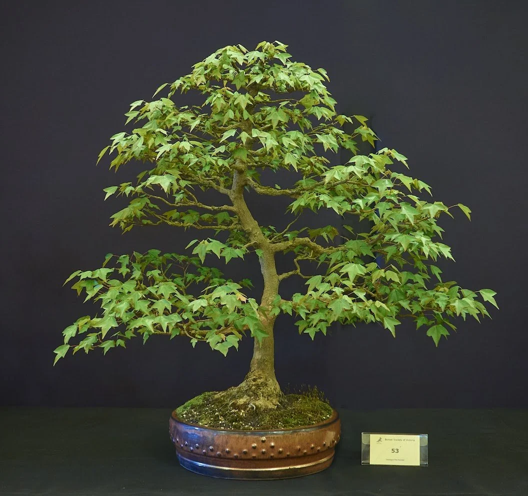 Trident Maple (Acer Buergerianum) - Informal upright purchased as well developed tree.