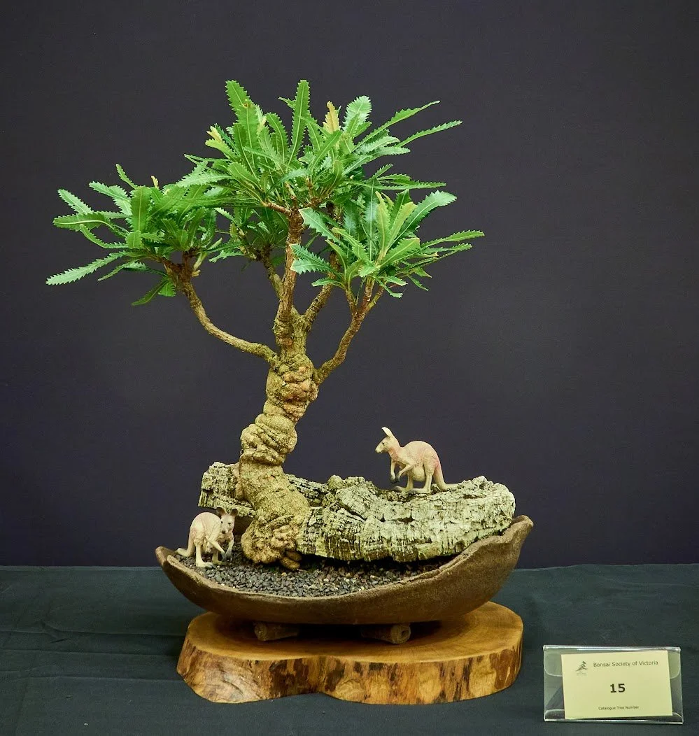 Old Man Banksia (Banksia Serrata) - Kangaroo penjing developed from air layer (exhibit 14).