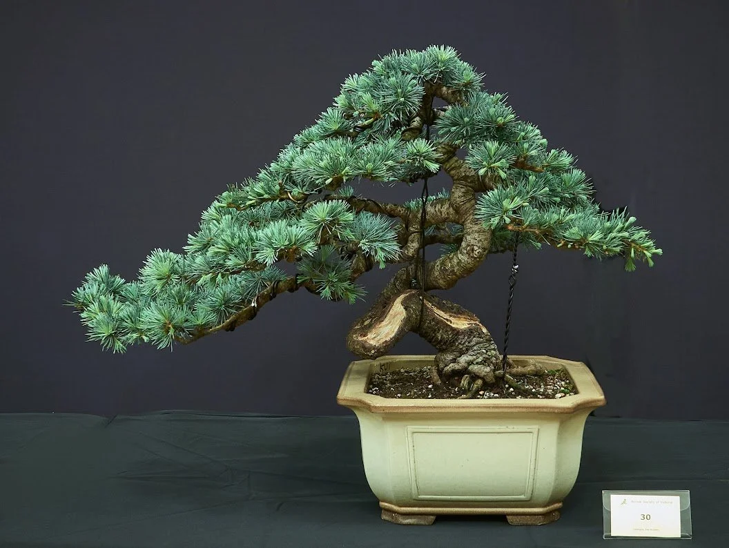 Blue Cedar (Cedrus Atlantica Glauca) - Upright style. 28 years old.