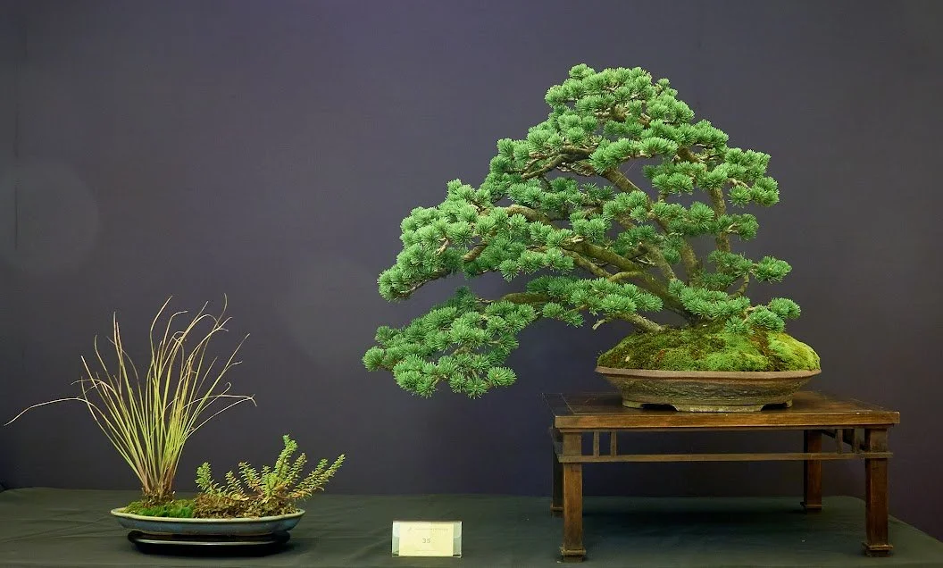 Mountain Pine (Pinus Mugo) - Naturally sprawling species with multiple trunks. Clump style, semi cascade.